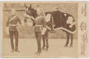Een paard van de 3e door Unknown photographer