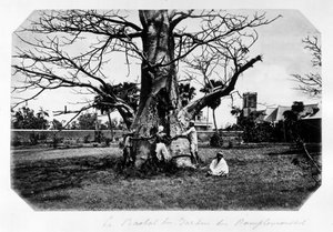 De baobab van de grapefruit tuin, Mauritius - in 