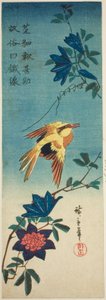 (Facsimile?) Zwartnekoriole en clematis