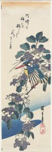 IJsvogel en Hortensia