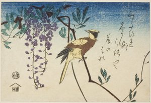 Zwartnekoriolus en wisteria door Utagawa Hiroshige