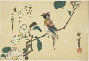 Zwartnekoriolus op cameliatak door Utagawa Hiroshige