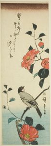 Camellia bloemen en goudvink