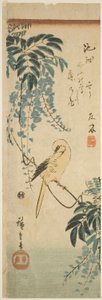 Kanarie en Blauweregen door Utagawa Hiroshige