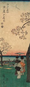 Kirschblüten am Goten-yama