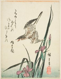 Koekoek vliegend over iris door Utagawa Hiroshige