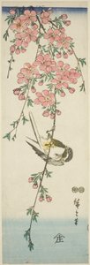 Koolmees en Kersenbloesems door Utagawa Hiroshige