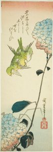 Groene vogels en hortensia
