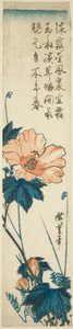 Hibiscus