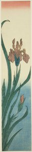 Iris door Utagawa Hiroshige