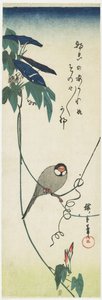 Javaanse mus en ochtendglorie, 1834-1839