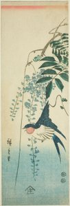 Zwaluw en wisteria