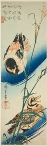 Twee eenden zwemmen tussen het riet door Utagawa Hiroshige