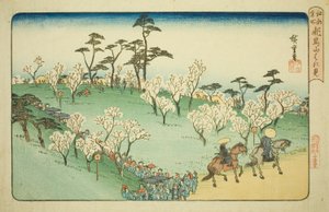 Kersenbloesems Bekijken op Asuka Heuvel, uit de serie "Beroemde Plaatsen in Edo"