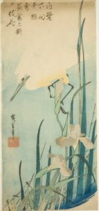 Witte reiger en iris