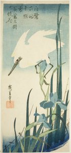 Witte reiger en iris