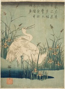 Witte reigers en iris