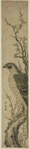 Havik op een kersenboom door Utagawa Toyohiro