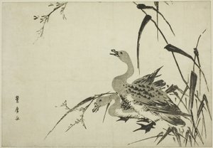 Wilde ganzen en riet