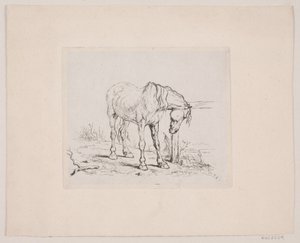 Een oud paard