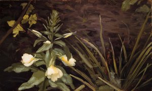 Bloeiende avondprimula
