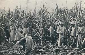 Een suikerrietplantage, 1916