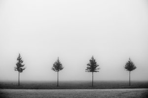 Vier mistige bomen door Vanja Tajnsek