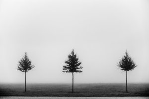Drie mistige bomen door Vanja Tajnsek