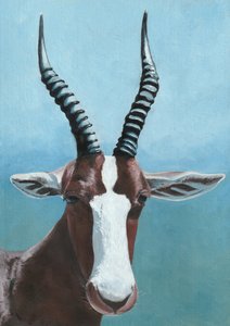 Portret van een blesbok door Viccy Wanliss