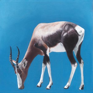 Bontebok tegen Blue