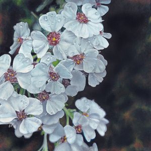 Dauwbedekte witte bloemen door Viccy Wanliss