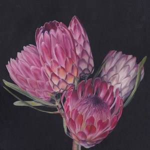 Exotische roze protea’s door Viccy Wanliss