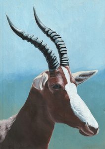 Majestueus portret van een blesbok door Viccy Wanliss