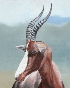 Profiel van de majestueuze blesbok door Viccy Wanliss