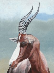 Rustig portret van een blesbok