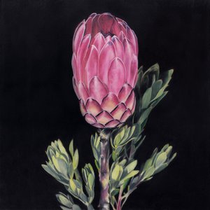 Opvallende roze protea door Viccy Wanliss
