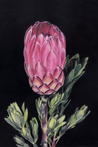 Levendig roze protea