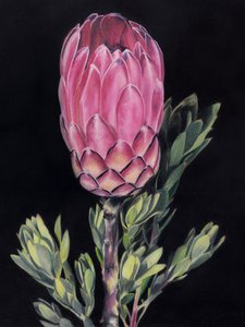 Levendig roze protea door Viccy Wanliss
