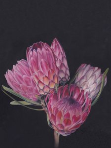 Levendige roze protea’s