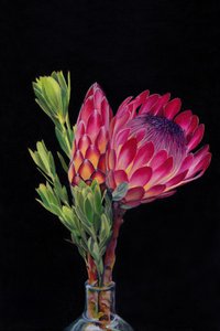 Levendige roze protea’s