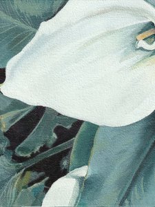 Witte calla in bloei