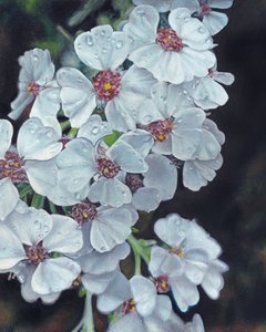 Witte bloemen met dauwdruppels