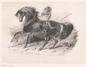 Twee wilde paarden