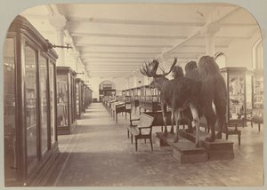Pl. II. Benedenverdieping: Zoogdieren