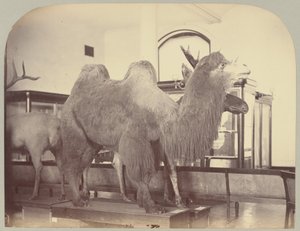 Pl. VIII. Kameel en Eland door Victor Prevost, Gaston L. Feuardent and Co., New York