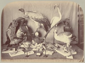 Pl. XIII. Vogels