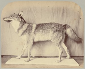 Pl. XII. Europese Wolf door Victor Prevost, Gaston L. Feuardent and Co., New York