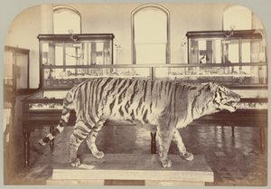 Pl. XI. Bengaalse Tijger