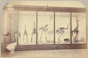 Pl. XV. Fossiele vogels: Nieuw-Zeeland door Victor Prevost, Gaston L. Feuardent and Co., New York