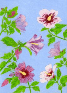 Bloeiende hibiscusbloemen